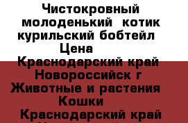 Чистокровный молоденький  котик курильский бобтейл › Цена ­ 1 - Краснодарский край, Новороссийск г. Животные и растения » Кошки   . Краснодарский край,Новороссийск г.